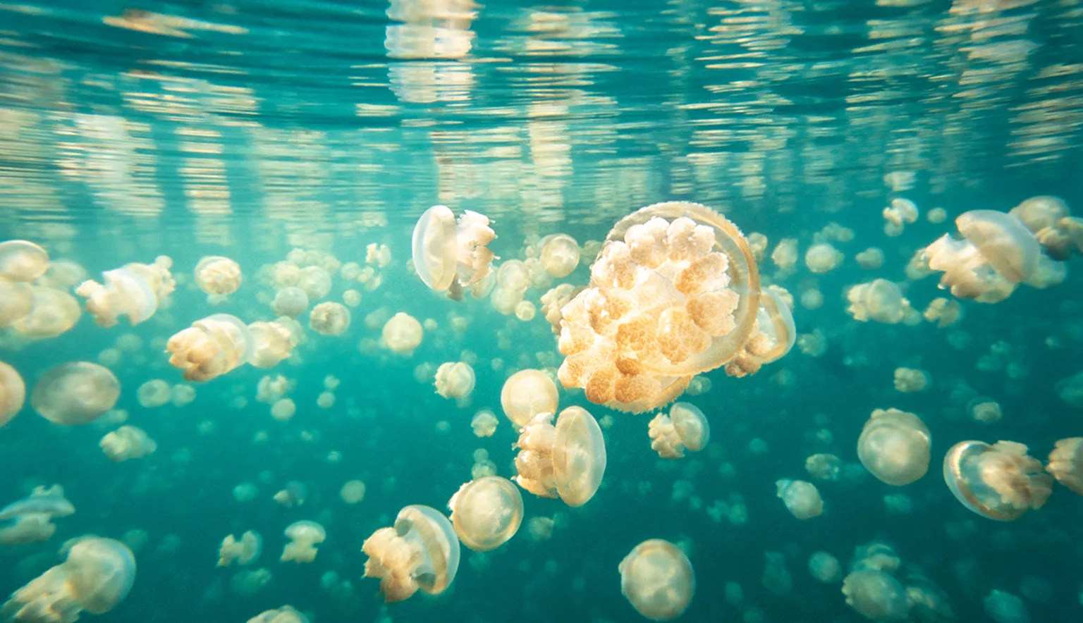 Golden jellyfish, Mastigias papua etpisoni, Jellyfish Lake, Palau