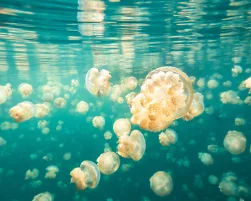 Golden jellyfish, Mastigias papua etpisoni, Jellyfish Lake, Palau