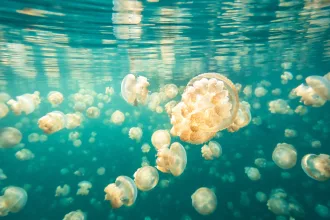 Golden jellyfish, Mastigias papua etpisoni, Jellyfish Lake, Palau
