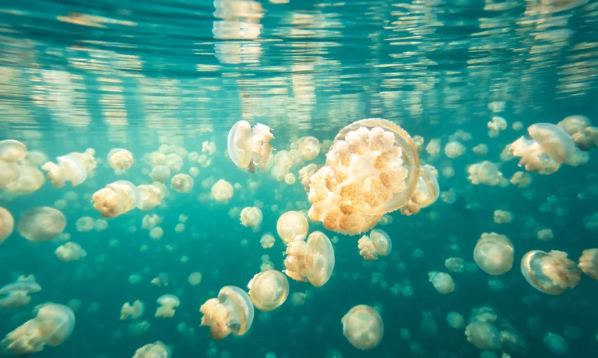 Golden jellyfish, Mastigias papua etpisoni, Jellyfish Lake, Palau