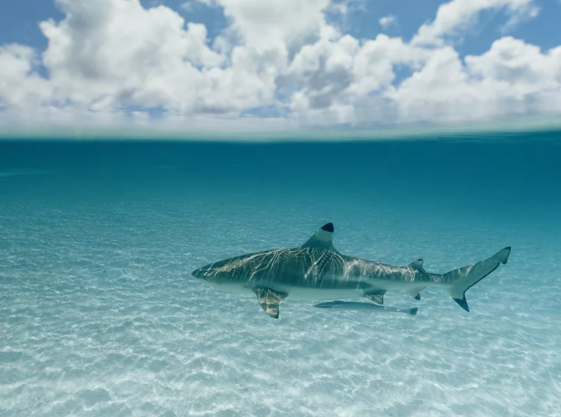 natural tourist attractions in palau