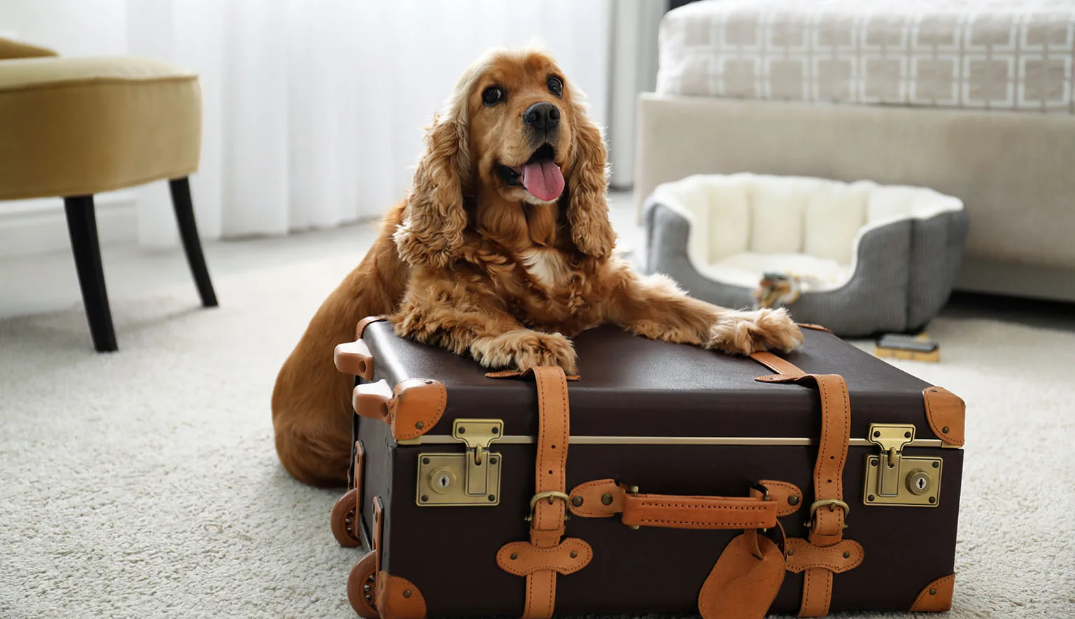 Cute English Cocker Spaniel and suitcase indoors. Pet friendly hotel
