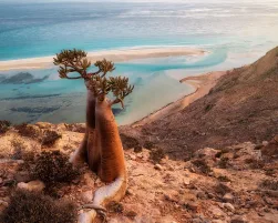 Bottle Tree on a Mountain Site in Socotra, Yemen
