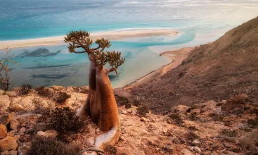 Bottle Tree on a Mountain Site in Socotra, Yemen