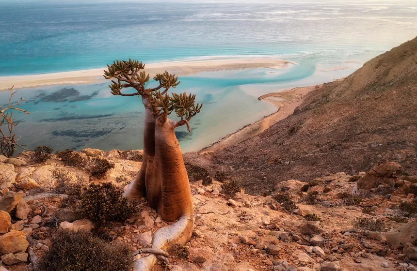 Bottle Tree on a Mountain Site in Socotra, Yemen