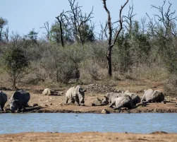 Hlane Royal National Park