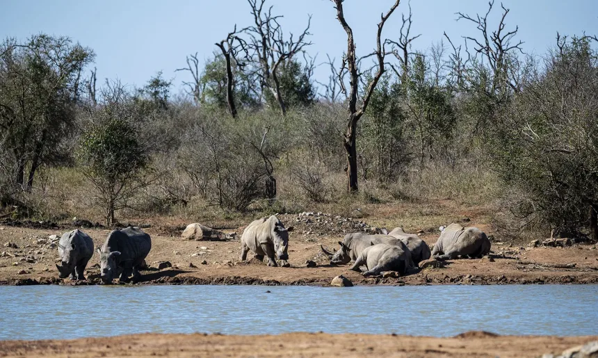 Hlane Royal National Park