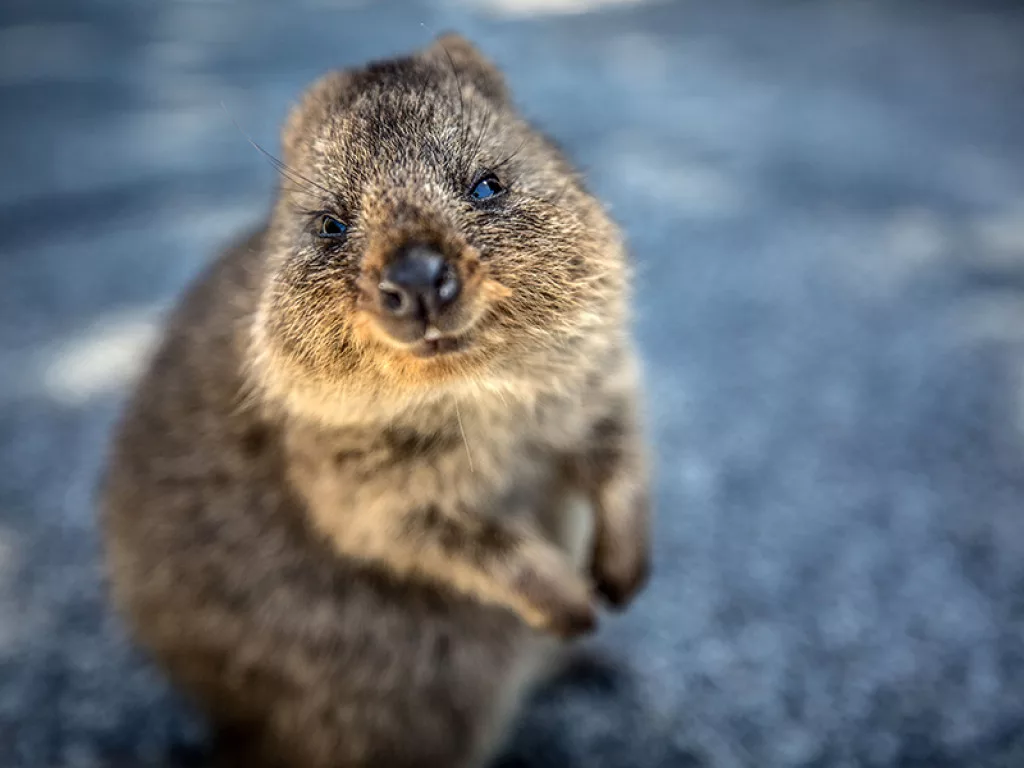 Nori Jemil Quokka