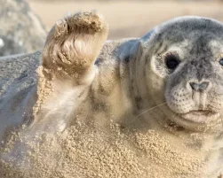 horsey beach seal