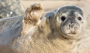 horsey beach seal
