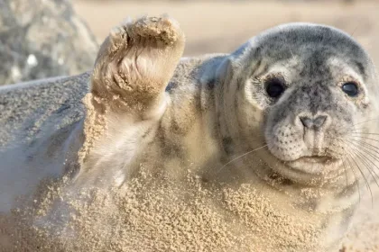 horsey beach seal