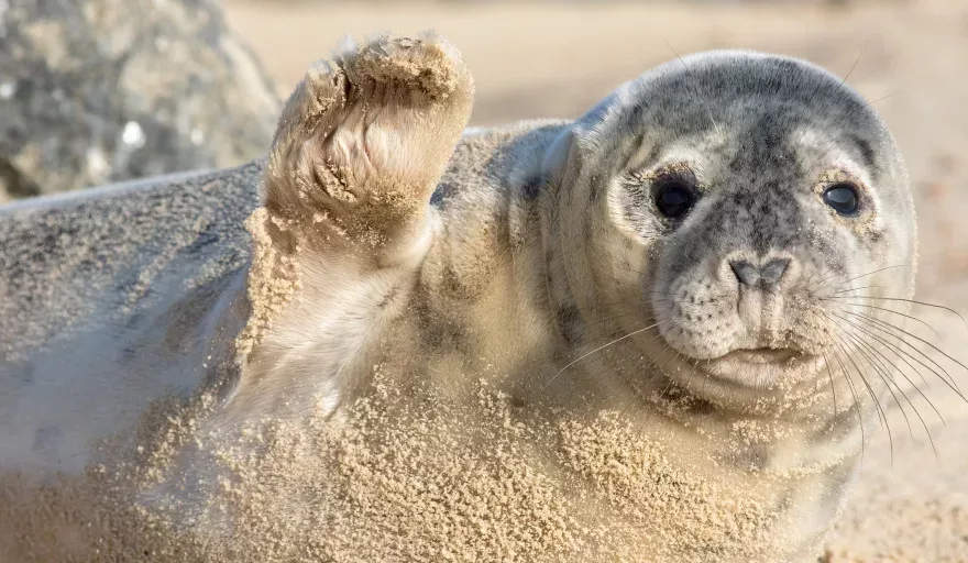 horsey beach seal
